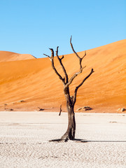 Dead camel thorn trees in Deadvlei dry pan with cracked soil in the middle of Namib Desert red...