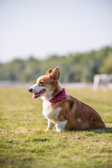 The Corgi dog sits on the grass