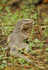 Mointor Lizard in Ranthamobore National Park
