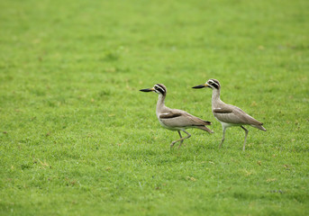 Great thick-knee 