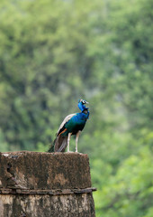 Peacock on ancient fort wall, Ranthambore National Park