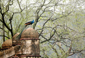 Peacock on ancient ruins of fort, Ranthambore National Park