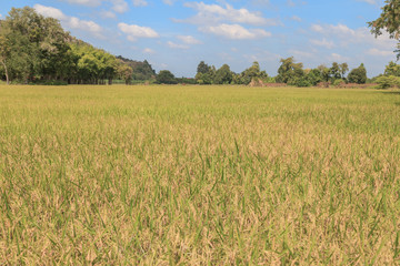 paddy fields