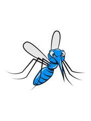 Mosquito mosquito insect