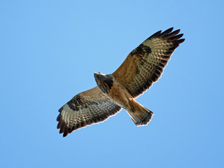 Common buzzard (Buteo buteo)