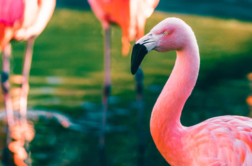 Flamingo Pink Bird