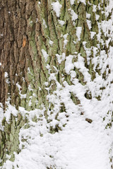 Fototapeta premium Bark with snow. Background of pine bark with snow.