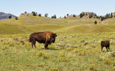 Two bison in the foreground against a background of mountains and prairies in Yellowstone National park,WY,USA