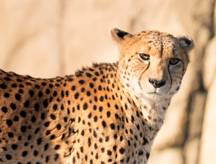 Cheetah