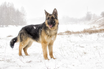 sheepdog on a winter walk