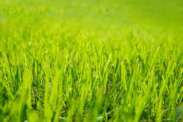 Natural grass green floor in park blurred background