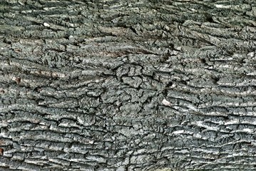 Bark of tree