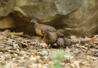 Painted spur fowl and chicks, Ranthambore National Park 