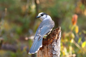 Canada Jay or Gray Jay (Perisoreus canadensis) perched on tree stump in Algonquin Provincial Park