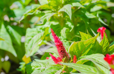 Red flowers. red flower on green background, Red flowers with on blurred background. selective focus