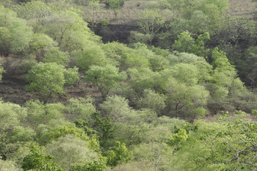Dhoke forest  in the Ranthambore National Park 