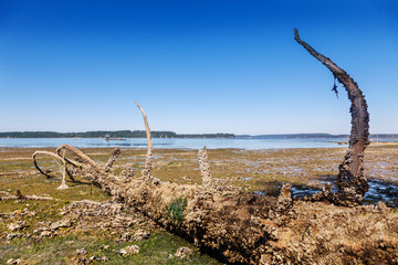 Barnacle encrusted tree sits on the mud flats at low tide in Puget Sound, south end. Oyster boats...
