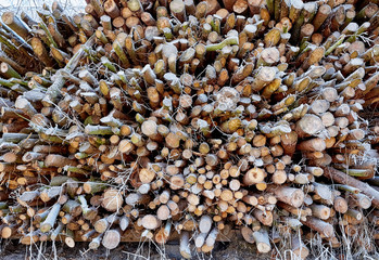 Stack of thin frozen wood with hoarfrost