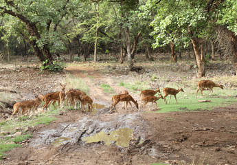 A herd of cheetal deers, Ranthambore National Park