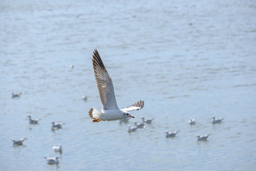 White seagull flying.