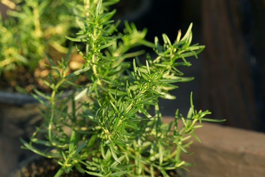 Rosemary Plant.