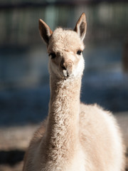 Vicuna, Vicugna vicugna, close-up portrait of wild South American camelid, relative of llama and living high andean areas of Argentina, Bolivia, Chile, Peru and Ecuador
