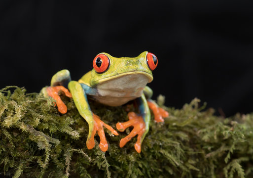 Red-eyed tree frog on branch (Agalychnis callidryas), Costa Rica