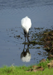 Black-headed Ibis is also called as Oriental white Ibis