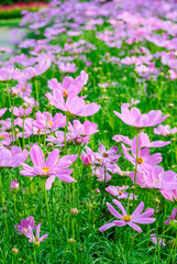 Obraz premium Field of Cosmos flowers