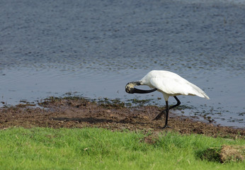 Obraz premium Black-headed Ibis is also called as Oriental white Ibis