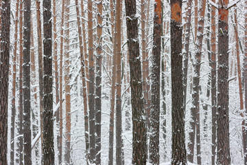 Winter trunks of trees. Texture of the trunks of young pine trees with snow.