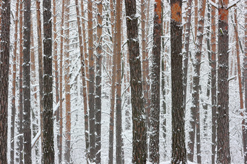 Obraz premium Zimowe pnie drzew. Tekstura pni młodych sosen ze śniegiem.