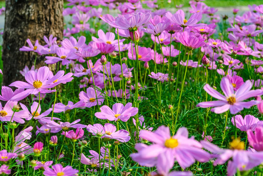 Fototapeta Cosmos flowers under the big tree