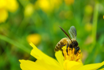 Bee harvesting for honey from the pollen