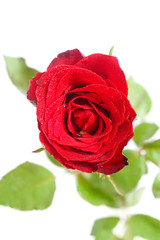 fresh beautiful red rose isolated on white background, soft focus
