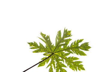 Fototapeta premium papaya leaf texture background