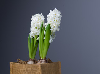 White hyacinths in a jute vase on a dark grey background