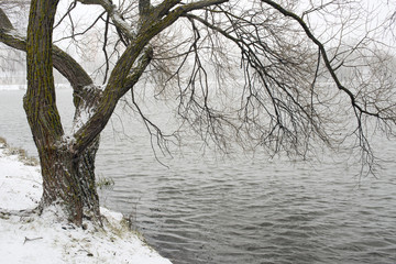 Fototapeta na wymiar willow tree by winter