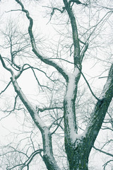 bare branches snowfall