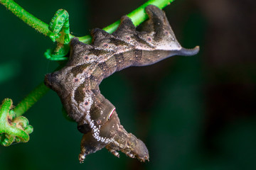 Elephant Hawk Moth (Deilephila elpenor) bending itself into L shape, lifting its head on a green stem diagonally inside a forest located at Bukit Bandaraya, Shah Alam, Selangor