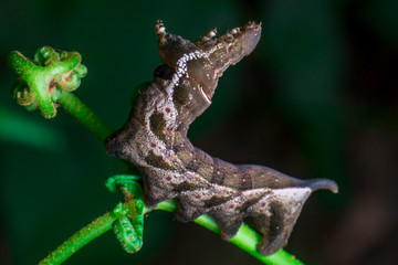 Elephant Hawk Moth (Deilephila elpenor) bending itself into L shape, lifting its head on a green stem diagonally inside a forest located at Bukit Bandaraya, Shah Alam, Selangor