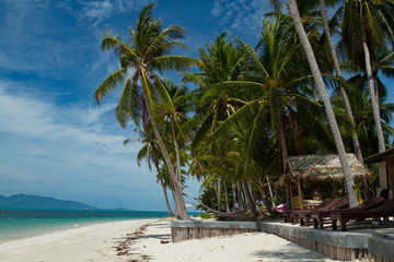 Coconut palm tree on sunshine and sandy beach and tropical sea a