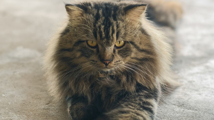 Persian cat with beautiful hair