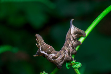 Fototapeta premium Elephant Hawk Moth (Deilephila elpenor) bending itself into L shape, lifting its head on a green stem diagonally inside a forest located at Bukit Bandaraya, Shah Alam, Selangor