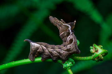 Elephant Hawk Moth (Deilephila elpenor) bending itself into L shape, lifting its head on a green stem horizontally inside a forest located at Bukit Bandaraya, Shah Alam, Selangor