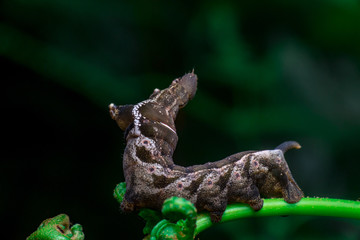 Elephant Hawk Moth (Deilephila elpenor) bending itself into L shape, lifting its head on a green stem horizontally inside a forest located at Bukit Bandaraya, Shah Alam, Selangor