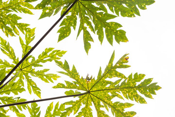 papaya leaf texture background