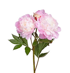 Pink and white peony flowers isolated