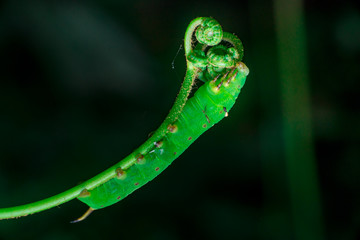 Pale Brown Hawk Moth Caterpillar (Theretra latreillii) with one tail have a rest and stay still on a green spiral twig with dark, blurry and soft background