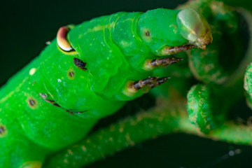 Close up of Pale Brown Hawk Moth Caterpillar (Theretra latreillii) head with one tail have a rest and stay still on a green spiral twig with dark, blurry and soft background